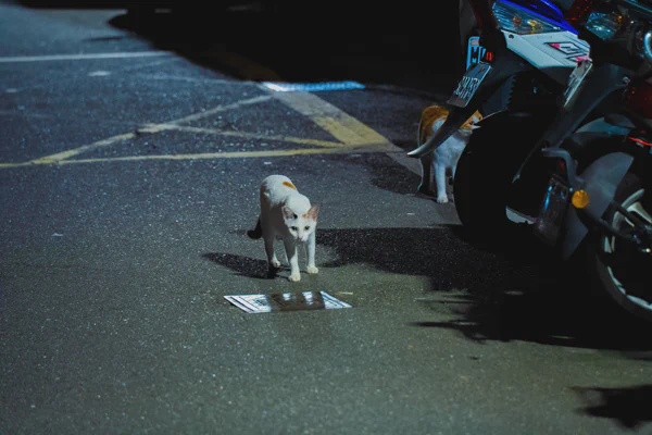DSC02656.webp