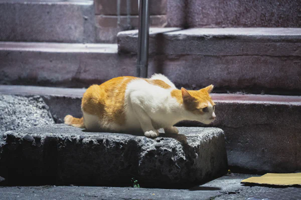 DSC02672.webp