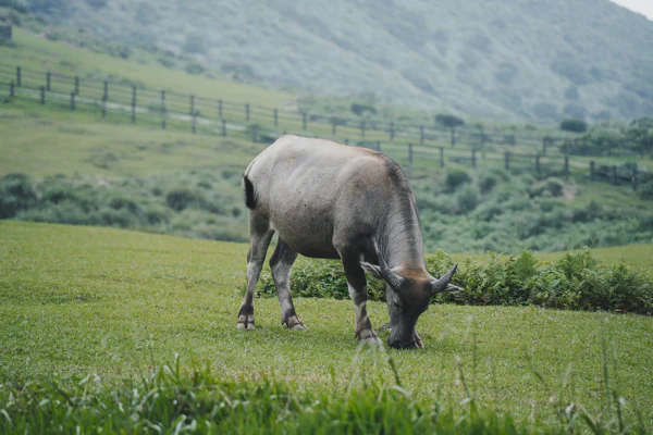 DSC02848.webp