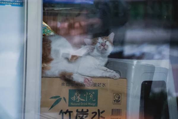 DSC02933.webp