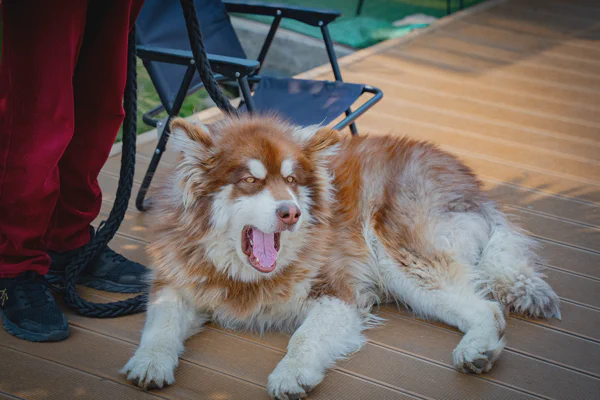 DSC10601.webp