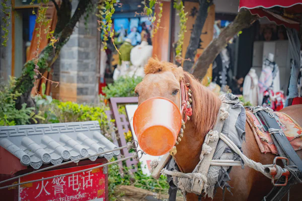 DSC11616.webp