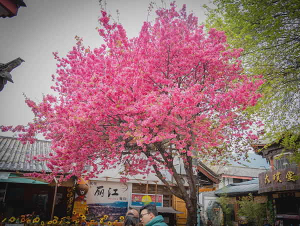 DSC11621.webp