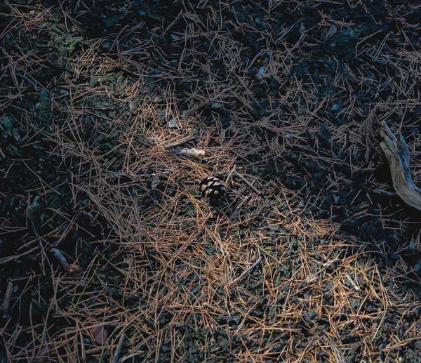 DSC08471.webp